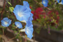Load image into Gallery viewer, Morning Glory Fairy Felted Waldorf Doll