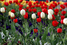 Load image into Gallery viewer, Red Tulip Fairy Felted Waldorf Doll - Two Skin Colors