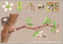 Load image into Gallery viewer, <i>Seasons on the Apple Tree</i> Postcard Collection by Judith Etzold