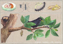 Load image into Gallery viewer, <i>Seasons on the Apple Tree</i> Postcard Collection by Judith Etzold