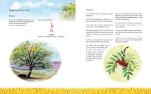 Load image into Gallery viewer, <i>The Children's Forest</i> by Dawn Casey, Anna Richardson, and Helen d'Ascoli